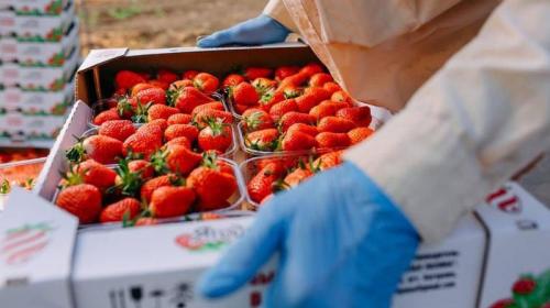 ForPost- Крым готов завалить Россию клубникой