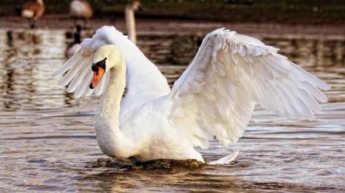 ForPost- Лебедь в крымском парке чистит пруд от водорослей