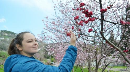 ForPost- Почему в старейшем ботаническом саду Крыма до сих пор вручную опыляют растения