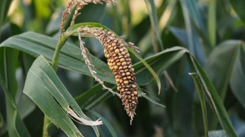 ForPost- Крым больше не выращивает кукурузу, рис и сою