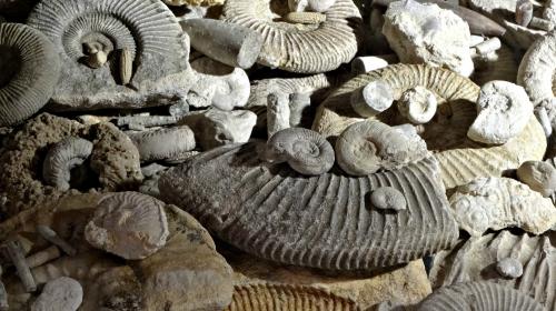 ForPost- Знаменитый палеонтологический музей Севастополя ютится в гараже