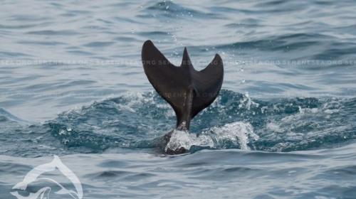 ForPost- На крымском пляже обнаружили дельфина-мутанта
