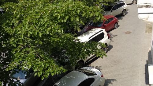 ForPost - Севсети#1250: Съеденные деревья, новое лицо севастопольского избиркома и миродержавная сила