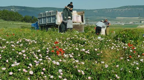 ForPost - Крымчане встают до восхода солнца на сбор розы