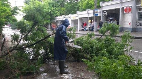 ForPost - Непогода погубила в Севастополе около 40 деревьев