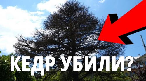 ForPost- В центре Севастополя погибает вековой кедр