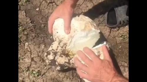 ForPost- В Крыму собирают и едят огромные белые шары