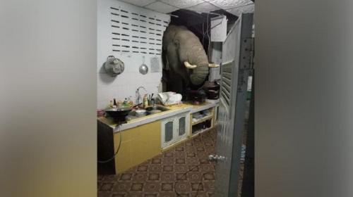 ForPost- Слон ворвался в жилой дом, пробив стену. Видео