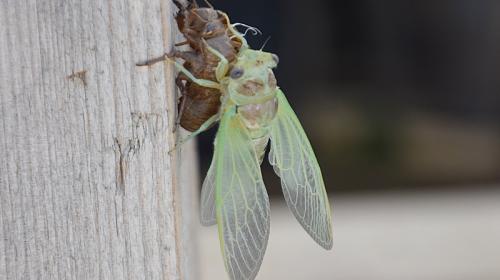ForPost - Личинки ждали два года в земле и сейчас заполонили Крым