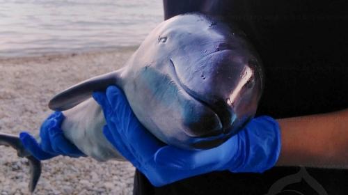 ForPost- У берегов Крыма стали появляться дельфинята-сироты