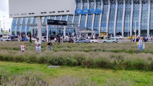 ForPost- Туристы массово уничтожают лаванду на клумбе у аэропорта в Крыму