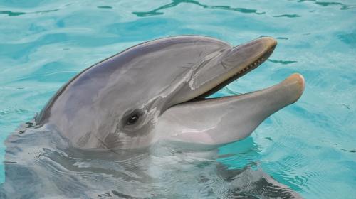 ForPost- Дельфины в Крыму предупредили людей о землетрясении
