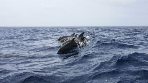 ForPost- Дельфины помогли спасти мужчину, который 12 часов дрейфовал в воде