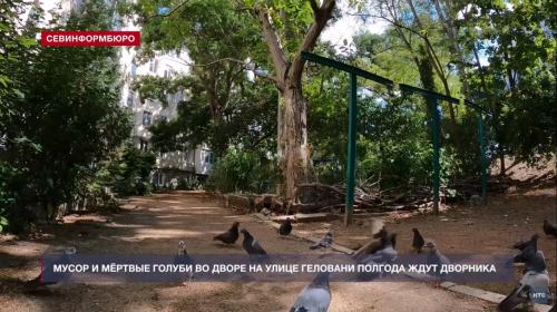 ForPost- Мёртвые голуби и мусор более полугода ожидают дворника в севастопольском дворе
