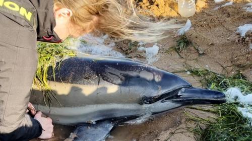 ForPost- Крымчане несколько суток пытались спасти дельфина-белобочку во время шторма