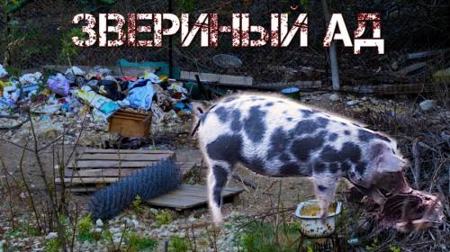 ForPost- Нелегальный приют в Севастополе превратился в ад для животных