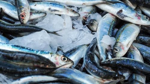 ForPost- Может ли Черное море остаться без рыбы