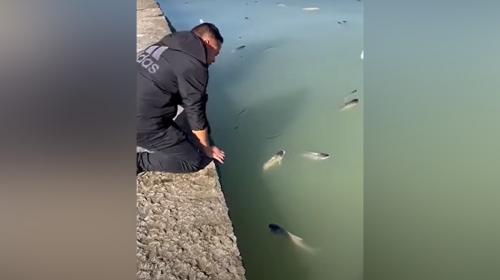 ForPost- Пьяная рыба всплыла на поверхность озера. Видео