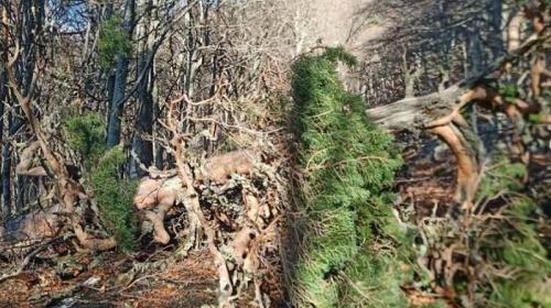 ForPost- Непогода уничтожила многовековые деревья на Южном берегу Крыма