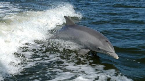 ForPost- Краснокнижного дельфина из Крыма контрабандисты вывезли на Украину