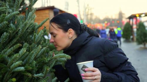 ForPost- Где в Севастополе купить живую ёлку (адреса)