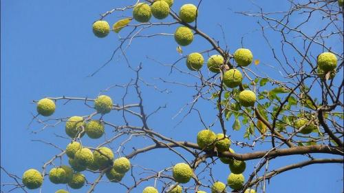 ForPost- Крымчан удивили «теннисные мячики» на голых ветвях деревьев