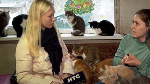 ForPost- Теперь и кошки: отсутствие приюта для животных в Севастополе обернулось очередной драмой