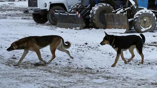 ForPost- Бродячие собаки загрызли семилетнюю россиянку
