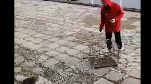 ForPost- Крымский отель зачищает набережную от кошек