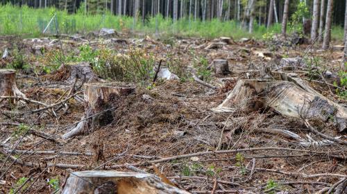 ForPost- На строительство «несогласованной» ЛЭП в лесах Севастополя уже выделили деньги