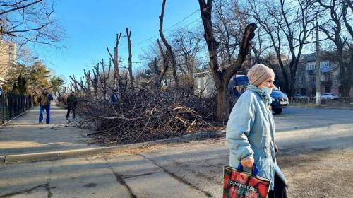 ForPost- Столбы, грибок и поллярдинг: что не так с деревьями в столице Крыма