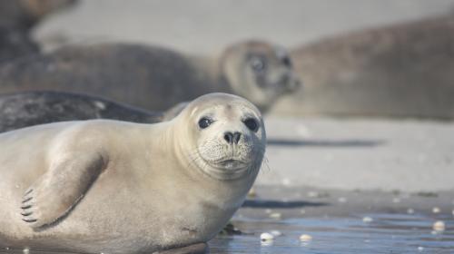 ForPost- Тюлень в течение пяти часов помогал выжить мужчине в открытом море
