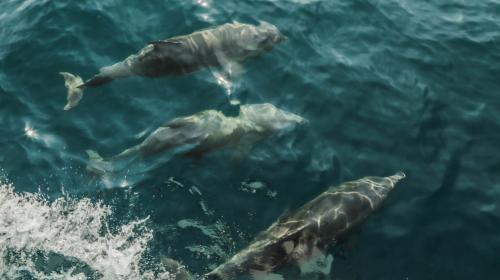 ForPost- В бухту Севастополя приплыли игривые дельфины 