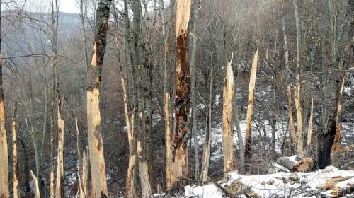 ForPost- В крымских горах готовятся вырубить деревья на 15 гектарах леса