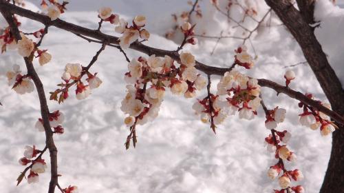 ForPost- Какой урожай фруктов ждет севастопольцев после прошедших заморозков? 