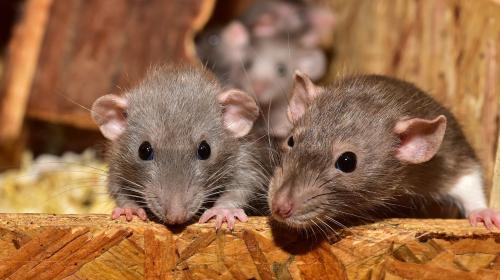 ForPost- Крысы отравляют жизнь севастопольцам даже после смерти