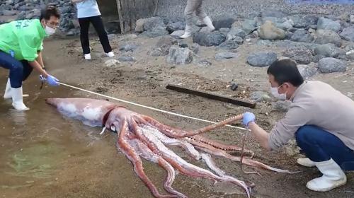 ForPost- На пляже обнаружили живого гигантского кальмара