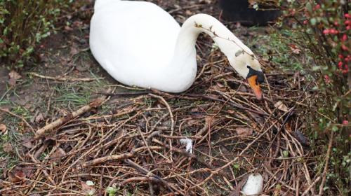 ForPost- Лебеди выводят потомство под ногами прохожих в центральном парке столицы Крыма