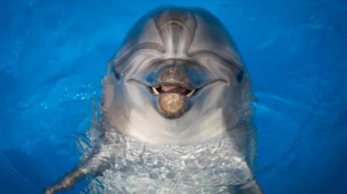 ForPost - На городском пляже пожилая пара жарила на костре дельфина — СМИ