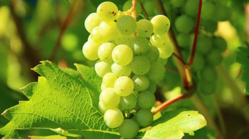 ForPost- Учёные рассказали о тайной пользе винограда