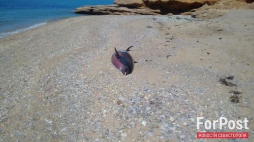 ForPost- Причиной массовой гибели дельфинов в Черном море может быть инфекция