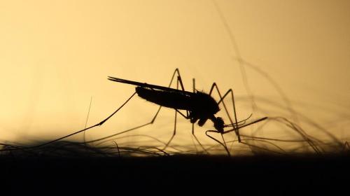 ForPost- На севере Крыма повторяется прошлогоднее нашествие комаров
