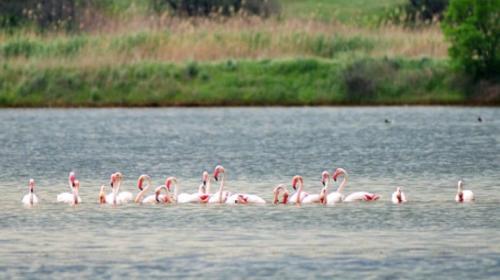 ForPost- Розовые фламинго впервые прилетели в Крым весной