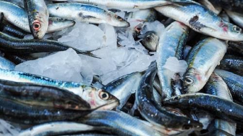 ForPost- Севастопольские рыболовы оказались на грани банкротства