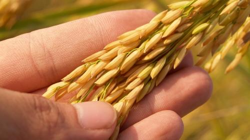 ForPost- США «намекнули» африканцам, что не стоит покупать зерно у России