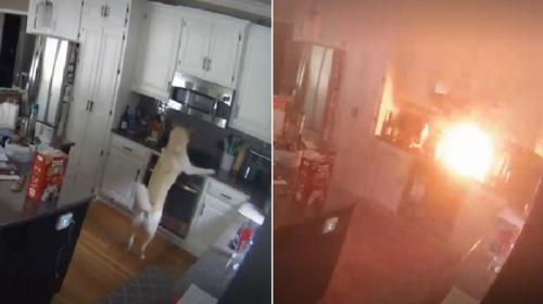 ForPost- Голодная собака спалила дом при поиске еды 