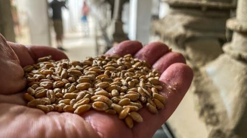 ForPost - О вывозе пшеницы с Украины