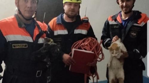 ForPost- На выручку котам и не только: в Крыму спасатели достали зверя из шахты лифта