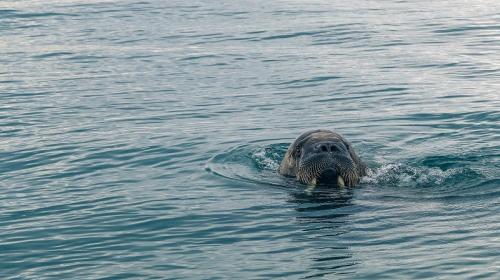 ForPost- На юго-востоке Крыма в Чёрное море вернулась вода для «моржей»
