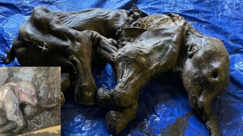 ForPost- Редчайшая находка: золотодобытчикам попалась мумия мамонтёнка
